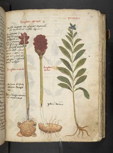 A Herbal, Belluno