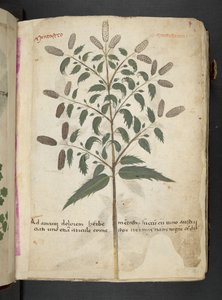 A Herbal, Belluno