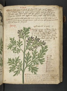 A Herbal, Belluno