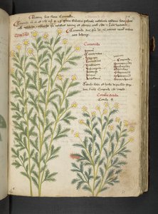 A Herbal, Belluno