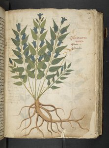 A Herbal, Belluno by Italian School