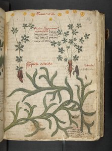 A Herbal, Belluno