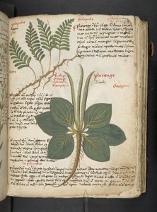 A Herbal, Belluno by Italian School