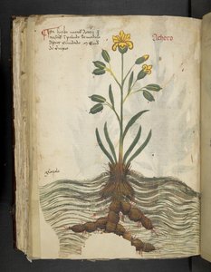 Achoro, from A Herbal, Belluno