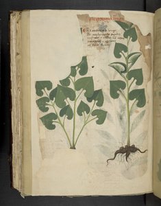 Anthurium, from A Herbal, Belluno