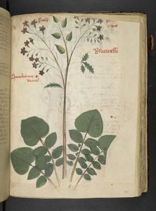 A Herbal, Belluno by Italian School