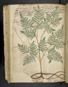 A Herbal, Belluno