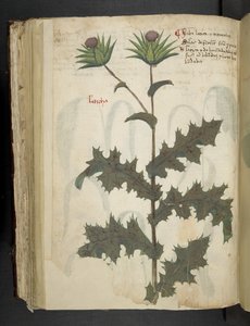 Thistle, A herbal, Belluno