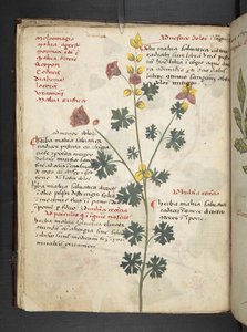 A herbal, Belluno by Italian School