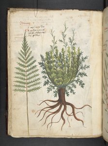 A herbal, Belluno