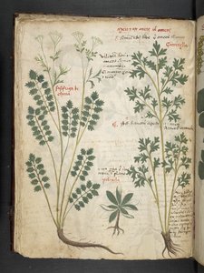 A herbal, Belluno