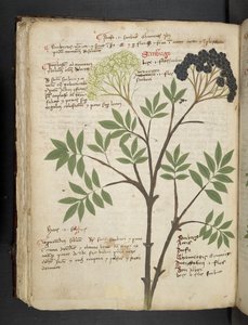A herbal, Belluno