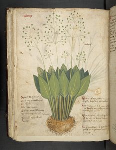 A herbal, Belluno