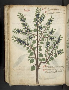 A Herbal, Belluno