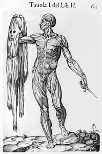 Anatomical Study, plate 64, illustration from Anatomia del corpo humano by Juan de Valverde, Rome, 1560 by Italian School