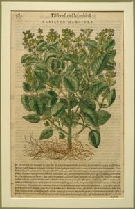 Basil, a botanical plate from the Discorsi by Pietro Andrea Mattioli, published in Venice, 1570 by Italian School