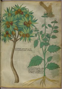 Botanical Illustration