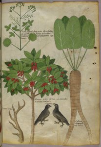 Botanical Illustration of Plants and Birds, c.1440 by Italian School