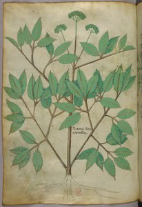 Botanical Illustration, circa 1440 by Italian School