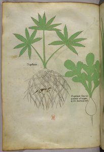 Botanical Illustration, circa 1440