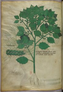 Botanical Illustration, circa 1440