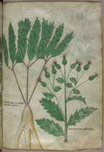 Botanical Illustration, circa 1440 by Italian School