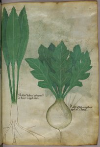 Botanical illustration, c.1440 by Italian School