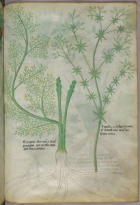 Botanical illustration, c.1440