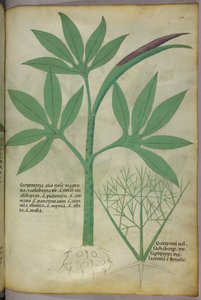 Botanical illustration, c.1440 by Italian School
