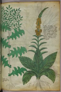 Botanical illustration, c.1440 by Italian School