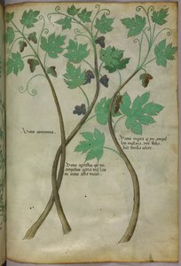 Botanical illustration, c.1440 by Italian School