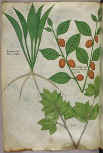 Botanical illustration, c.1440