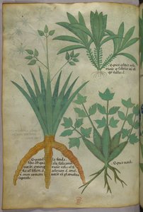 Botanical illustration, c.1440