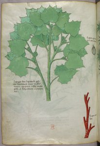 Botanical illustration, c.1440