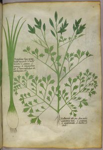 Botanical illustration, c.1440
