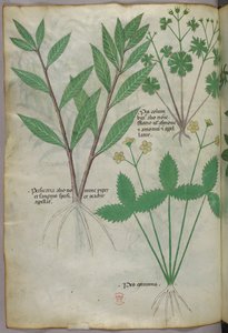 Botanical illustration, c.1440 by Italian School