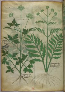 Botanical illustration, c.1440 by Italian School