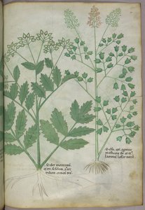 Botanical illustration, c.1440 by Italian School