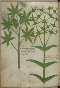 Botanical illustration, c.1440