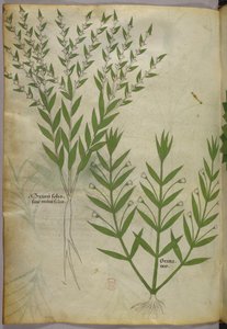 Botanical illustration, c.1440 by Italian School