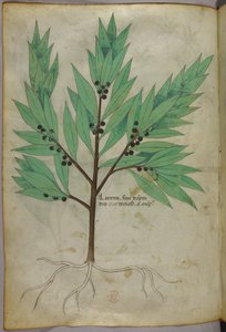 Botanical illustration, c.1440