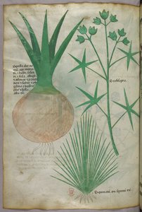 Botanical illustration, c.1440 by Italian School