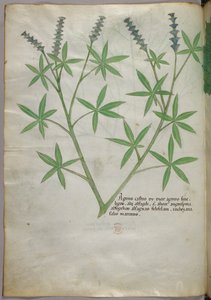 Botanical illustration, c.1440