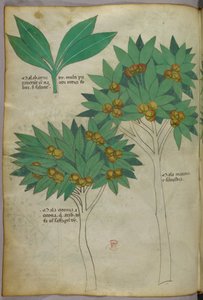 Botanical illustration, c.1440