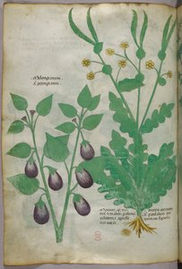 Botanical illustration, c.1440