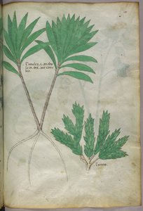 Botanical illustration, c.1440