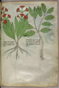 Botanical illustration, c.1440 by Italian School
