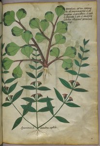 Botanical illustration, c.1440