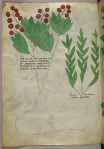 Botanical illustration, c.1440