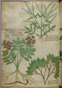 Botanical illustration, c.1440 by Italian School